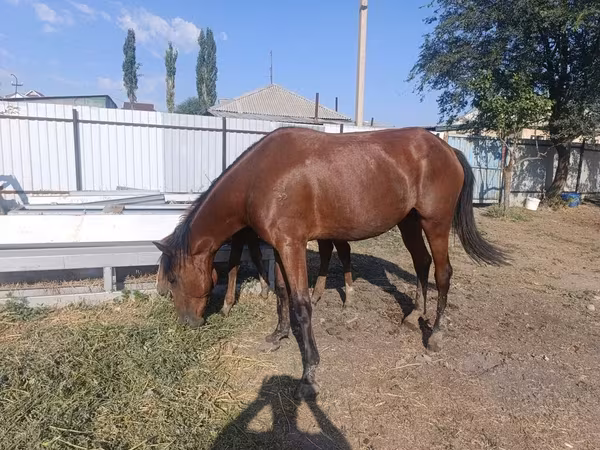 Kobyła, Thoroughbred horse
