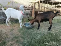 Chèvre, Saanen goat — photo 1