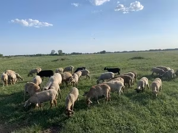 Вівці