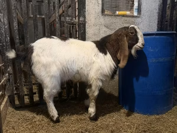 Oğlak, Kamori goats