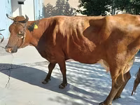 Cow, Red Estonian cattle — photo 1