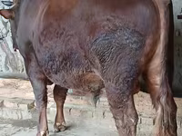 Touro, Vaca da estepe vermelha — foto 1