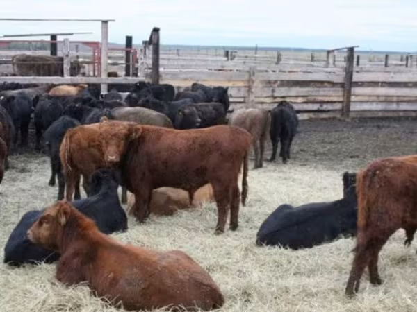 Vaca, Ganado vacuno
