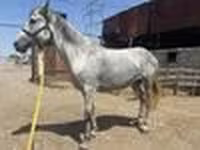 Stute, Orlov Trotter — Foto 7
