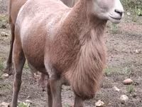 Bélier, Katum sheep — photo 6