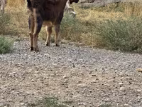 Oğlak, Keçiler — foto 1