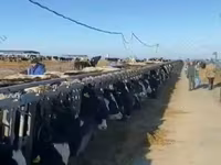 Boğa, Holstein ırkı — foto 3