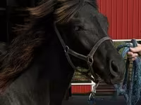 குதிரை, Rocky Mountain Horse — புகைப்படம் 8