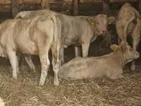 गाय, Charolais cattle — फ़ोटो 1