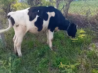 母牛, Holstein breed — 照片 2