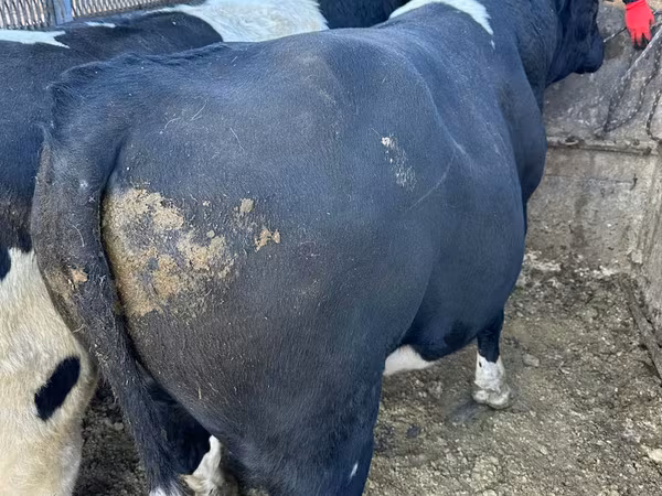 公牛, Cattle