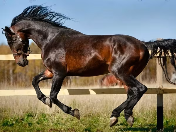 Stute, Horse breed