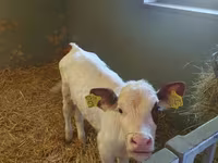 Cow, Simmental cattle — photo 2
