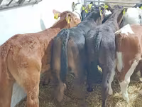 Boğa, Sığır — foto 7