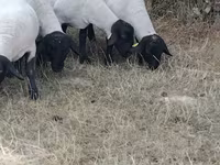 Brebis, Baerchuke sheep — photo 2