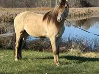 குதிரை, Rocky Mountain Horse — புகைப்படம் 6