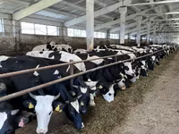 गाय, Yaroslavl cattle — फ़ोटो 2