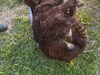 كبش, Katum sheep — الصورة 6