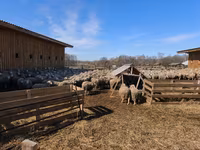 Baran, Owce — zdjęcie 6