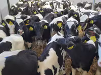 सांड, गोलस्टीन नस्ल — फ़ोटो 5
