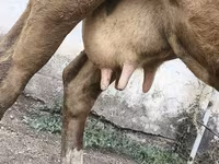 İnek, Simmental cattle — foto 3