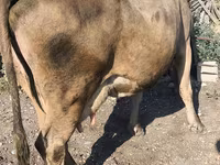 Vache, Race Alatauskaya — photo 8