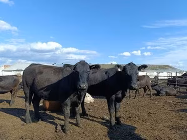 Aberdeen Angus