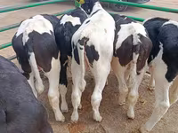 Boğa, Holstein ırkı — foto 4