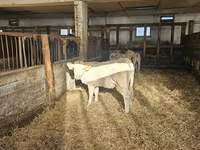 गाय, Charolais cattle — फ़ोटो 3