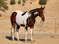 Aygır, National Show Horse — foto 6
