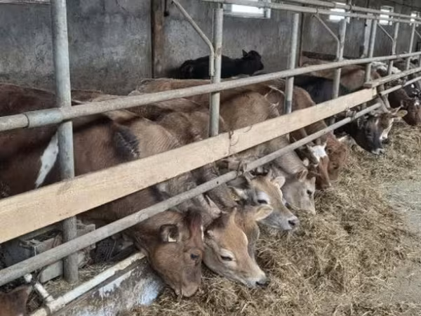 Cow, Holstein breed