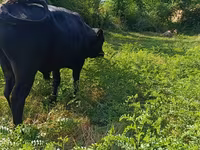 Bull, Red Polled Cow — photo 7