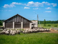 Widder, Romanov sheep — Foto 3