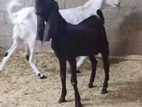 عنزة, Kamori goats — الصورة 4