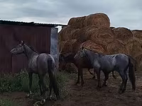 雄馬, Horse breed — 写真 4