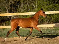 Koń, Akhal-Teke — zdjęcie 4