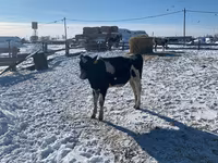بقرة, Russian Black pied cattle — الصورة 3