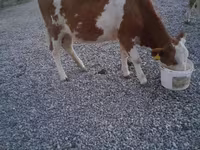 Taureau, Swiss cattle — photo 6