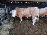 Touro, Blonde d’Aquitane cattle — foto 4