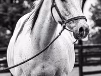 Cheval, National Show Horse — photo 4
