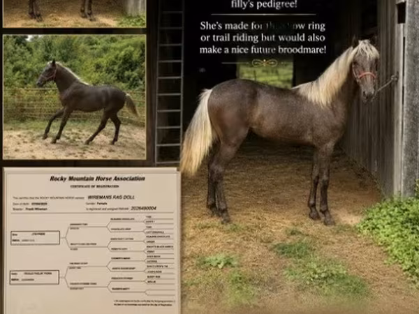 பெண் குதிரை, Rocky Mountain Horse