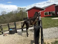 குதிரை, Rocky Mountain Horse — புகைப்படம் 7