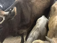 Kuh, Ukrainian Brown Dairy Cattle — Foto 1
