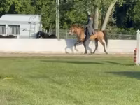 Cheval, Rocky Mountain Horse — photo 2