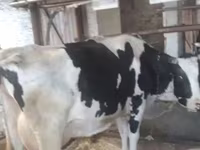 بقرة, Swiss cattle — الصورة 4
