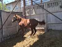 Cavalo, Arabian horse — foto 3