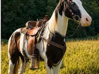 Hengst, Appaloosa — Foto 1