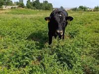 Bull, Red Polled Cow — photo 3
