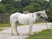 Cheval, National Show Horse — photo 1