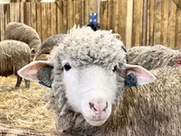 Koç, Kuibyshev sheep — foto 3